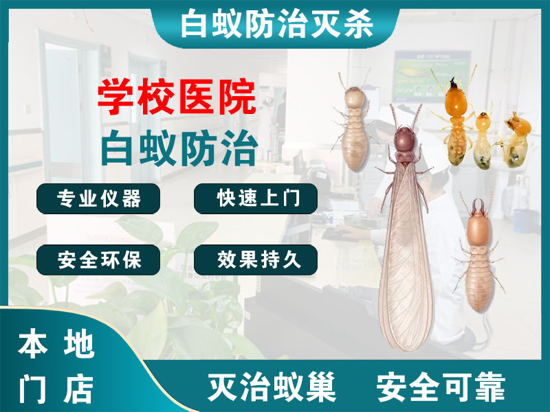 沛县学校医院白蚁防治