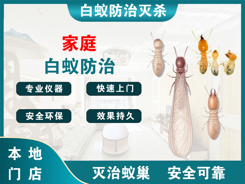 沛县家庭白蚁防治