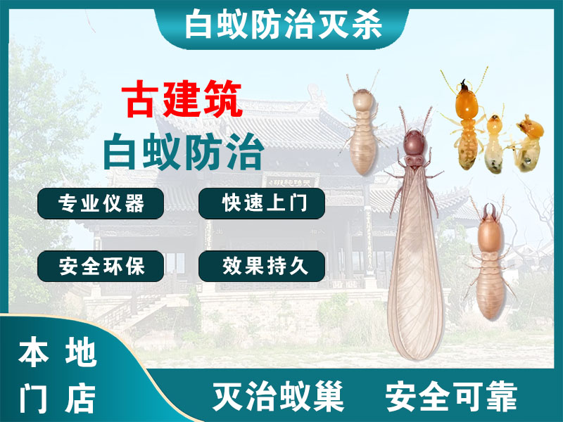 沛县古建筑白蚁防治