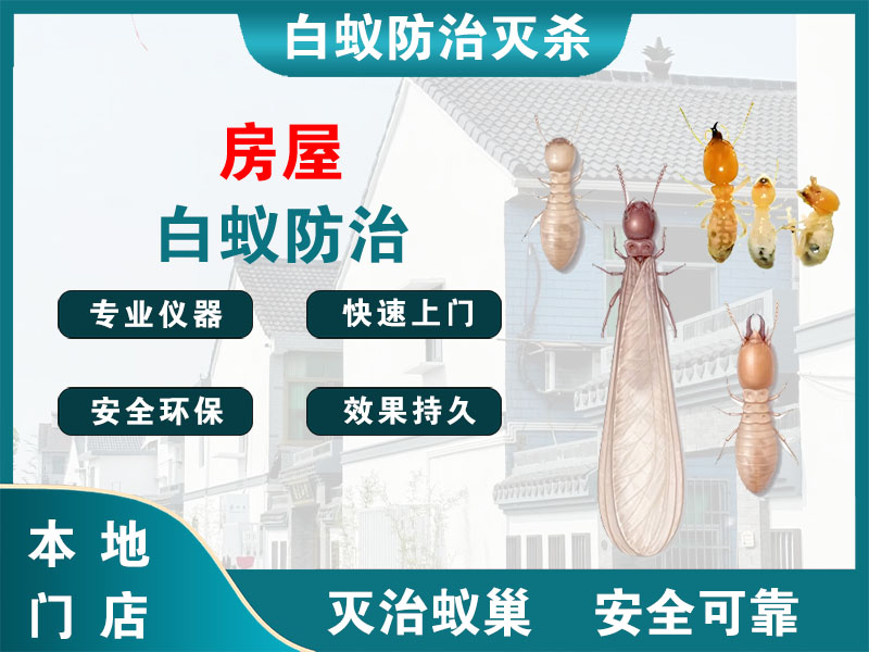 沛县房屋白蚁防治